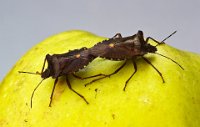 193 - PAIRING SHIELD BUGS - HEATON BERYL - united kingdom